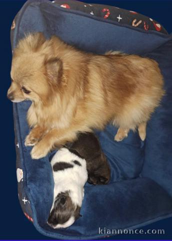 Bébé chiot spitz allemand race pure 