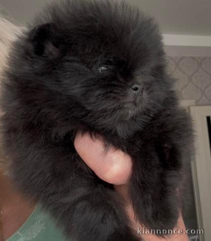 chiots spitz nain adorable 