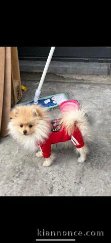 Chiots spitz allemand race pure à donner 