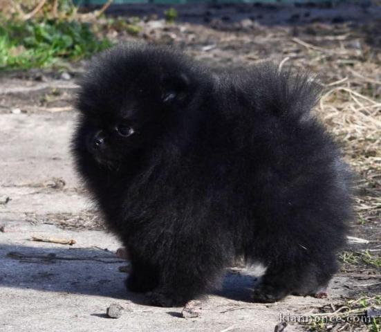 chiots spitz nain disponible 