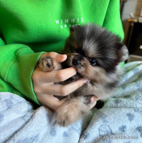 Je vends chiots spitz nain Poméranie 