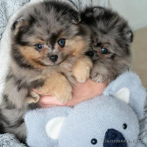 Chiots spitz nain disponible 