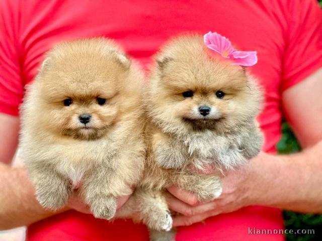 chiots spitz allemand à adopter 