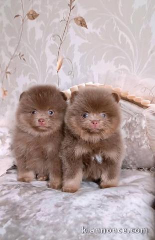 Je donne chiot spitz nain disponible 
