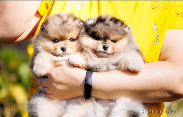 Je vends chiots spitz lof 