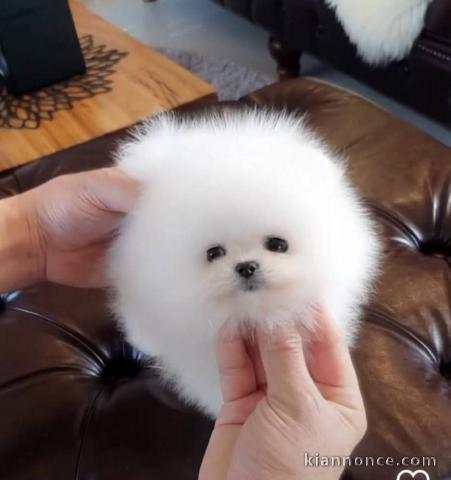 Chiots spitz nain lof mâle à vendre 