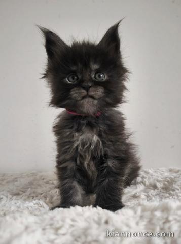 chaton Maine coon adorable disponible 