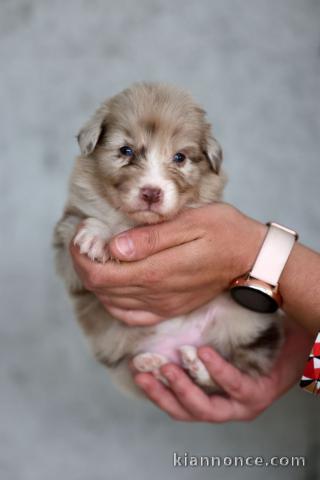 Chiots berger australien lof mâle a donner 