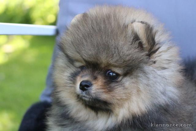 Chiots spitz allemand race pure 
