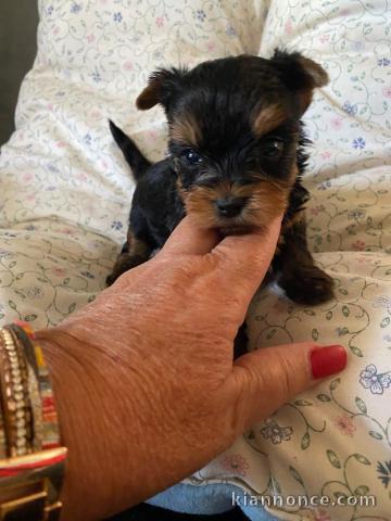 Chiots Yorkshire disponible à adopter 