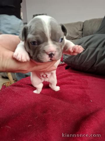 chiot bouledogue français à donner 