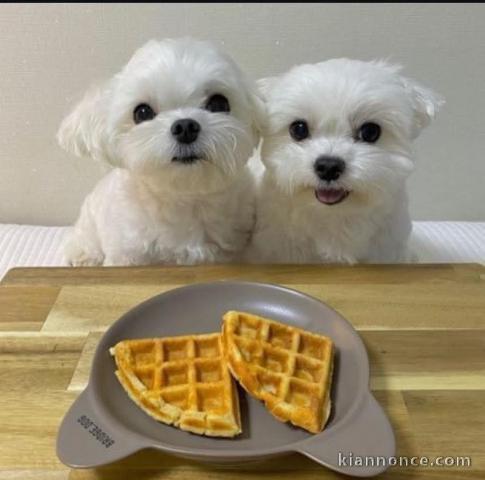chiots bichon maltais à vendre 