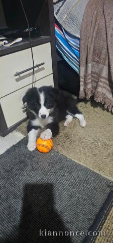 Je donne chiot border collier 