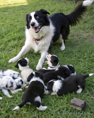Chiots border collier a donner contre bon soin 