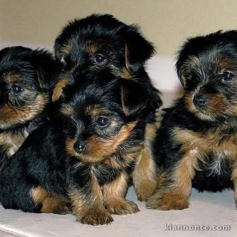 Je donne chiot Yorkshire terrier 