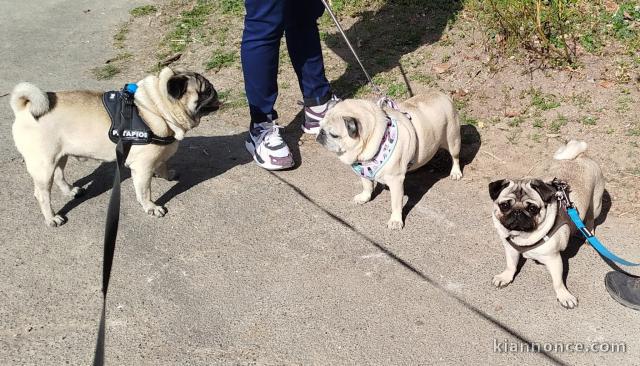 Chiots carlin disponible 