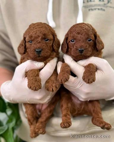 Je donne chiot caniche disponible 