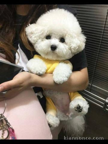 Chiots bichon frisé a donner 