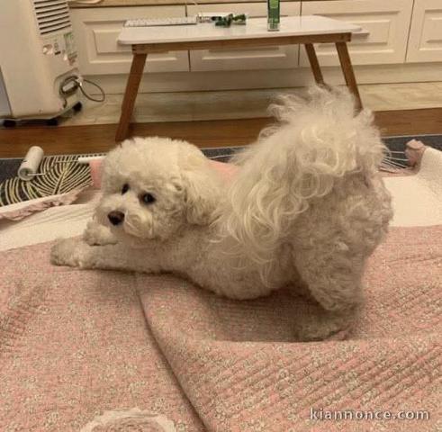 Chiots bichon maltais disponible pour adoption 