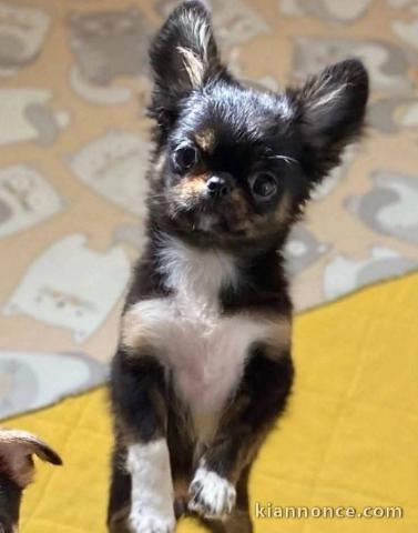 Je donne chiot chihuahua 
