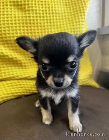 Chiots chihuahua disponible pour adoption 
