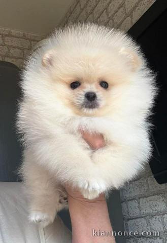 chiots spitz nain à vendre 