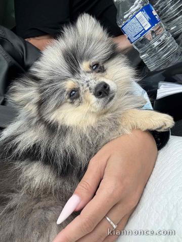 Bébé chiot spitz allemand race pure 