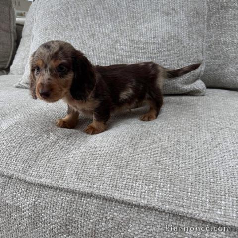 chiots teckel arlequin kaminche à vendre 