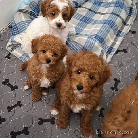 chiots caniche a donner 