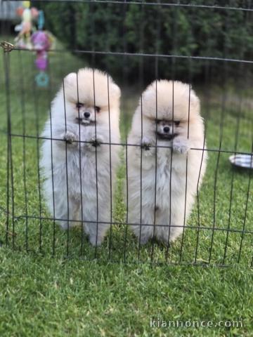 bébé chiot spitz allemand race pure a donner 