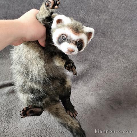 je donne Furet disponible 