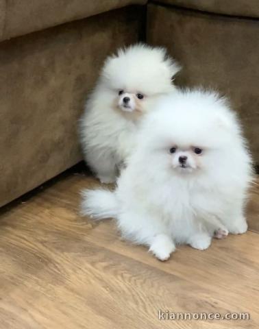 disponible chiot type spitz nain 