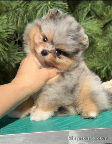 bébé chiot spitz nain lof mâle a vendre 1200€