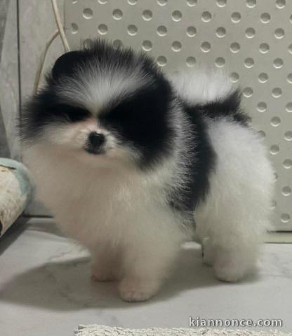 chien spitz nain disponible pour adoption 