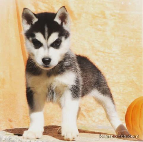 Chiots Husky sibérien disponible 