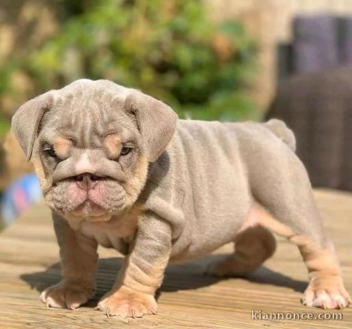 Chiots English bulldog mâle disponible 