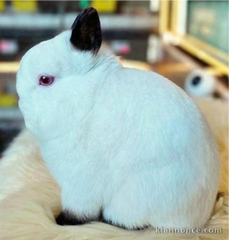 Lapins nains à vendre 