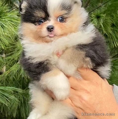 Chiots spitz nain disponible 