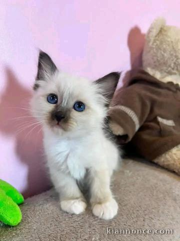 Chaton sacré brimanie a donner 