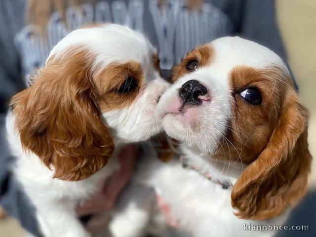 chiots cavalier king charle a donner 