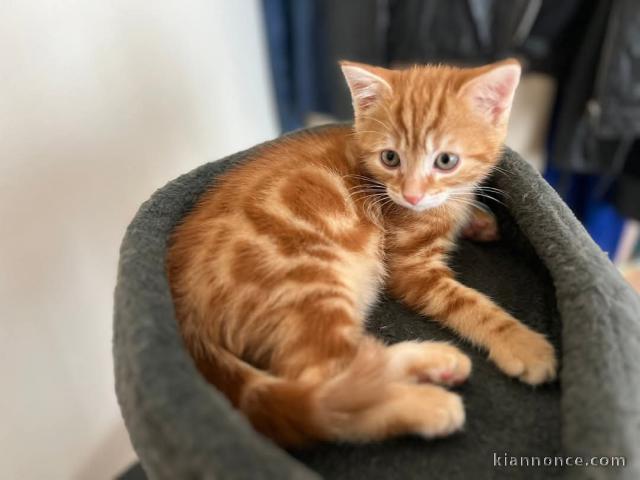 Chaton roux a donner 