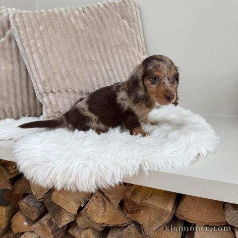 Chiots Teckel Nain à adopter 