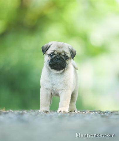 Bébé chiot carlin disponible 