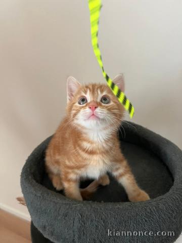 chaton roux a donner 