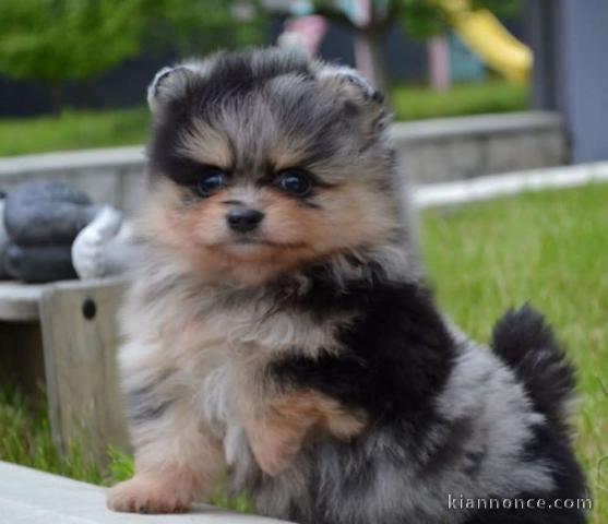 Chiot spitz nain Poméranie a donner 