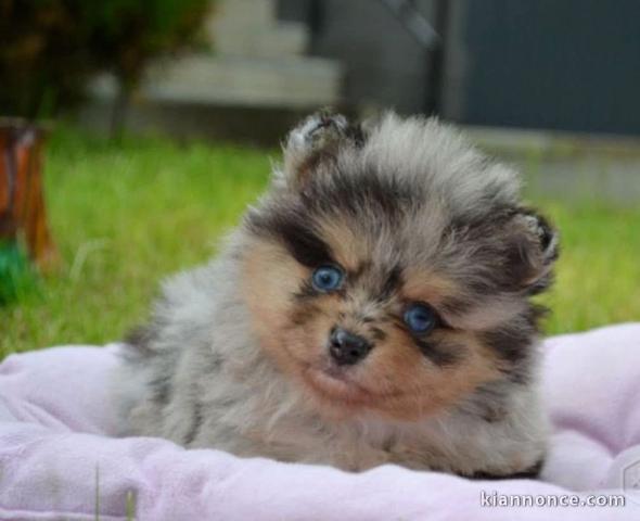 Je donne chiot spitz nain 