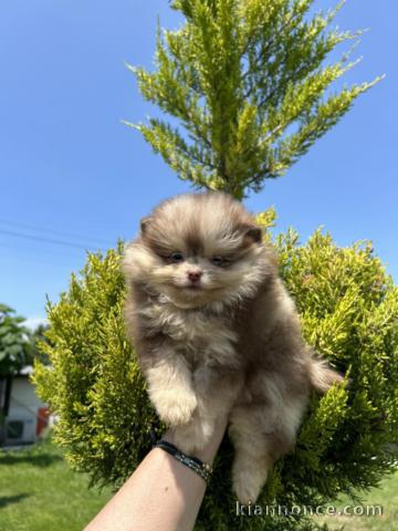 Bébé chiot spitz nain à adopter 