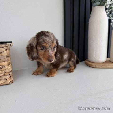 chiots teckel nain à donner 