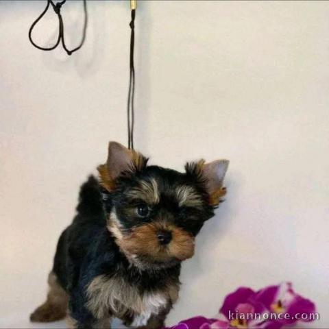 chiots Yorkshire disponible pour adoption 