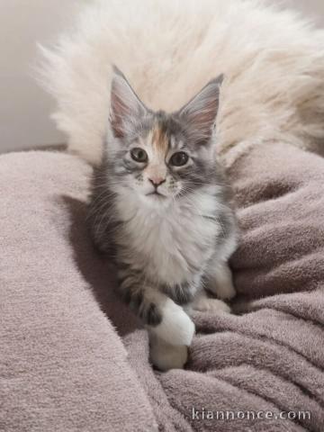 Bébé chaton Maine coon adorable 